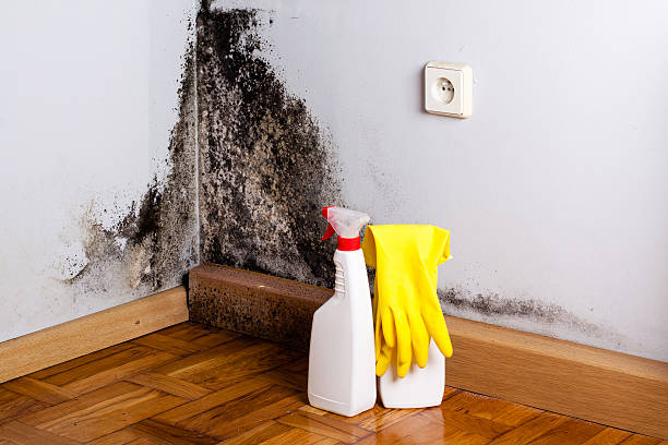 Professional Mold Inspection, Removal & Remediation in Boothwyn, PA